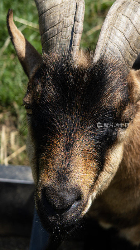长角的矮山羊(Capra hircus)站在围场的绿色草地上，看着相机，头照，聚焦在前景